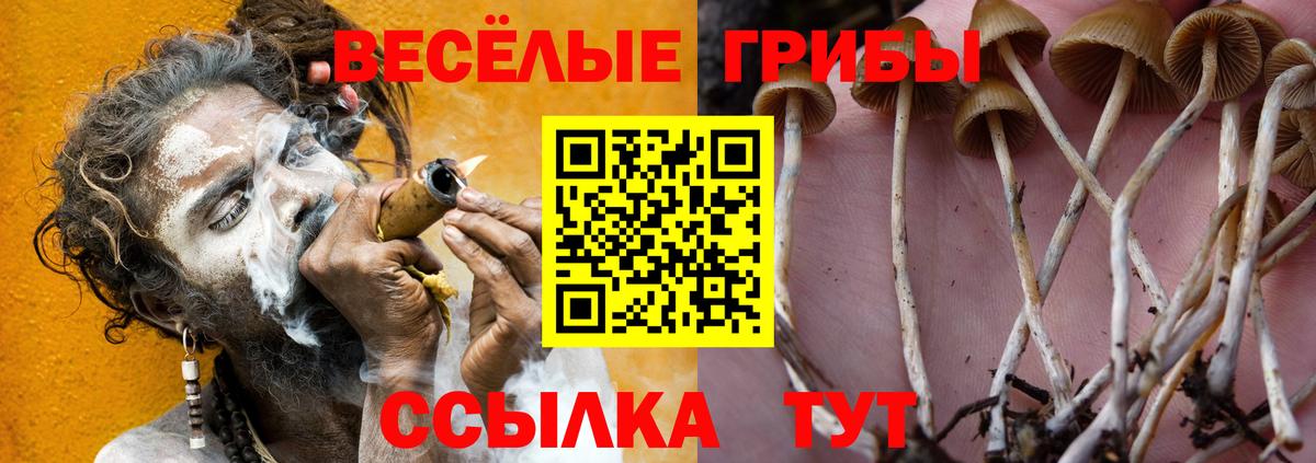 Псилоцибиновые грибы Psilocybe  Вход с VPN  Артёмовский 